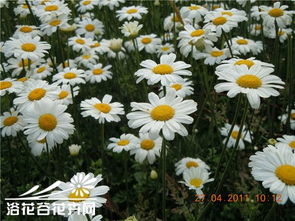 种植除虫菊，时间怎么定？