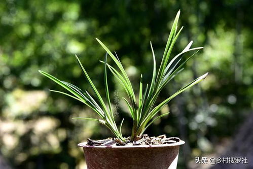 兰草花怎么养殖才能开花多？养兰高手教你几招