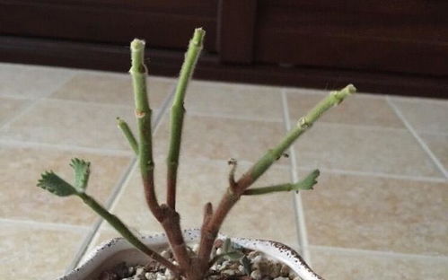 黑骨茶叶子大量掉落是什么原因导致的处理方法