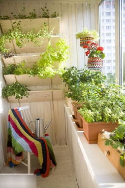 室内观叶植物防叶片黄化