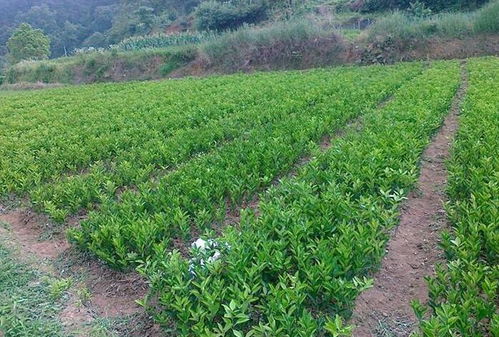 乙草胺对荞麦苗和麦苗的影响揭秘