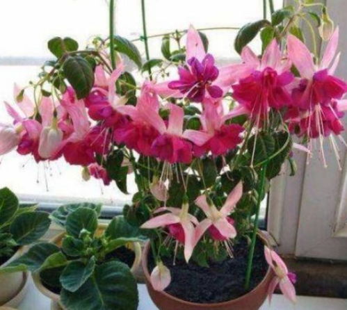 水肥管理，不可忽视