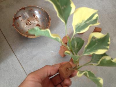 怎么用生根粉？比例是多少？