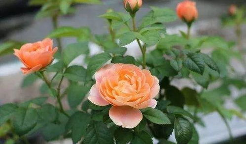 冬季月季保护：如何让月季在寒冷中绽放