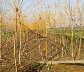 春季移栽树苗和果树，哪个季节迁移蕞合适？