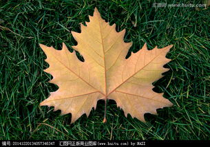 金银花冬季黄叶落叶的原因