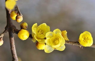 北方的腊梅花梗坚韧