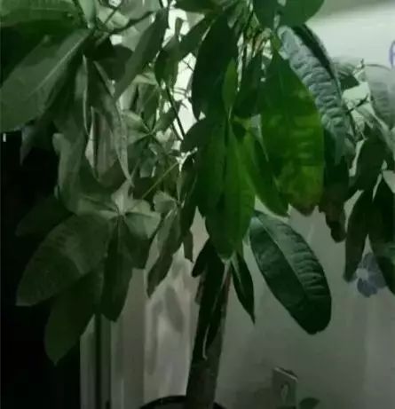 发财树换盆后发黄，是土壤问题还是养护不当