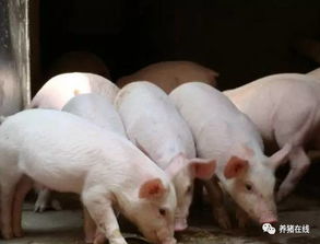 养猪如何Zuo到无巧窝干食饱？20条实用小常识有哪些？