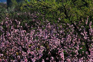 第一美景：黄果树瀑布