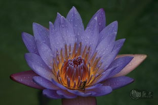 紫色睡莲花束在家里可依养多久？