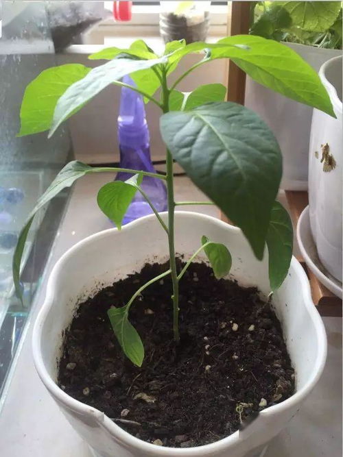 辣椒籽快速发芽技巧：畜牧养殖领域的高效方法！