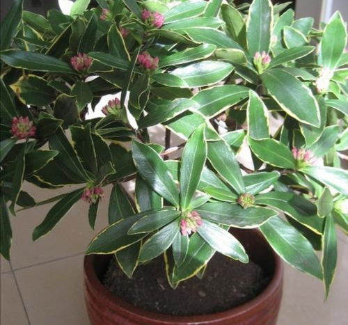 花果期的抢救指南