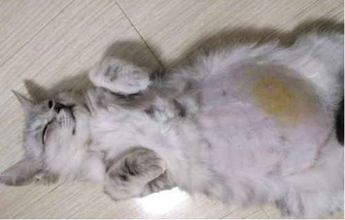 牛传染性拉稀和猫传染性腹膜炎的原因是什么它们之间有什么关联？