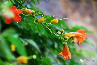 凌霄种子：奇异的豆荚与神奇的疗效