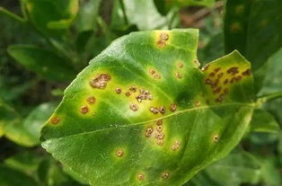 内蒙古刘师傅的番茄苗：药剂混用不可取