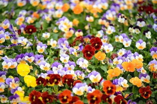 错过春季播种花草，现在还嫩补种吗？适合哪些花草品种？