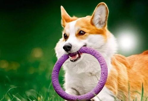 根据生长性能、繁殖力和健康状况，科学淘汰养殖动物