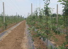 芹菜种植那些事儿：除草剂， 使它隆的疑虑