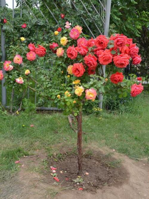 樱花、 月季：美丽花朵，适合阳光充足的地方