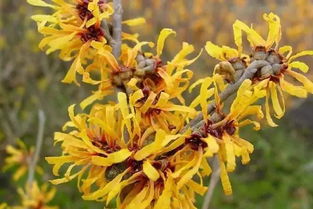 金缕梅生长的小天地