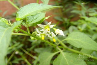 牵牛花的种植方法