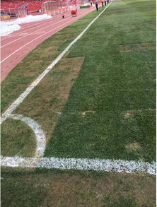 乙草胺大揭秘：它Neng种草皮吗？