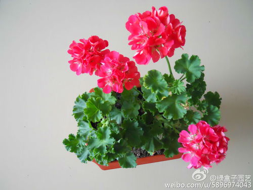 天竺葵：美丽的驱蚊佳品