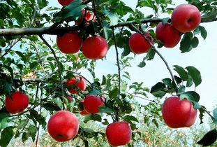 百菌清是个啥东西