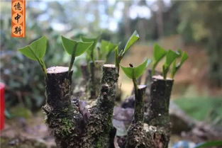 凤凰单丛茶，无农药的种植奇迹？