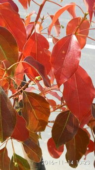 香樟树种子怎么种植