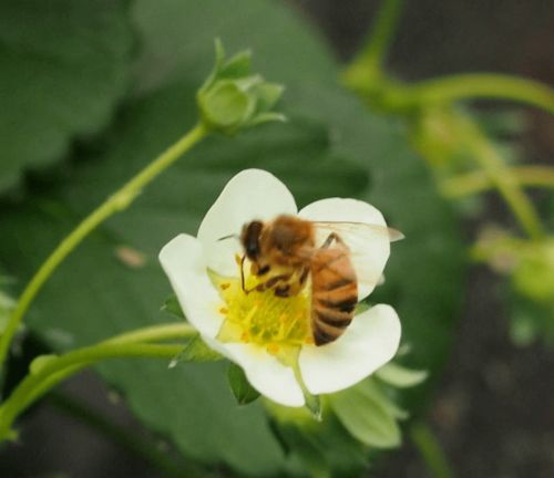 如何保证农药的平安使用