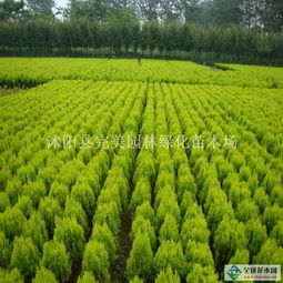 洒金柏的种植应用