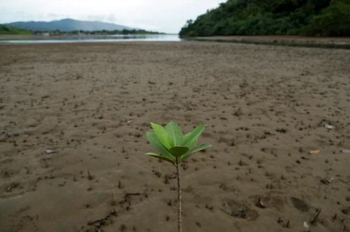 陆地植物大盘点