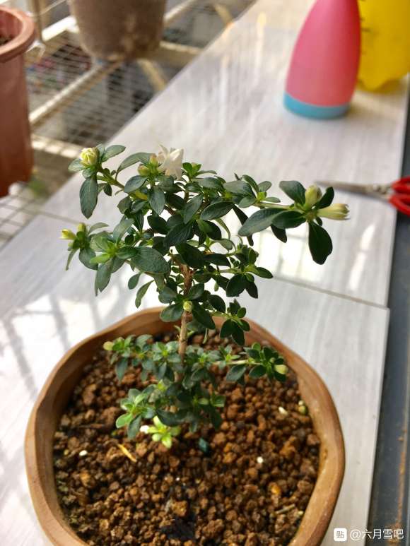 六月雪扦插的最佳时间和具体方法是什么