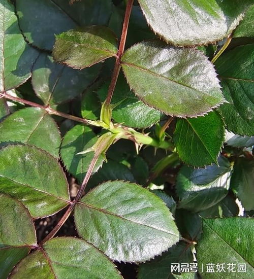 月季盲枝的辨认