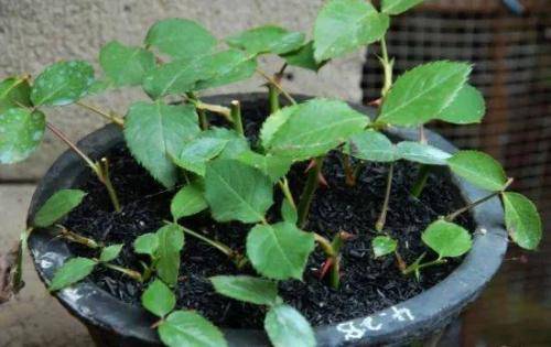 三、修剪枝条，保留芽点