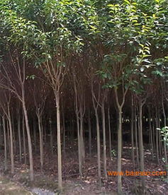 大叶女贞种植时间揭秘：春季与秋季的美丽邂逅