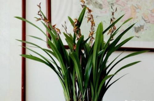 墨兰花开，好运连连，爆款花卉必看！