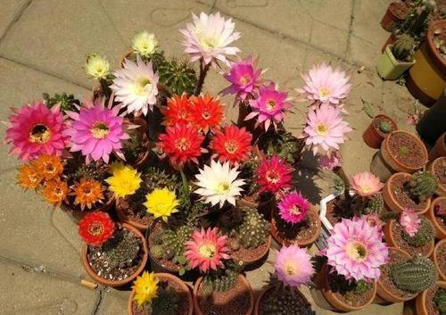 选花第一步：颜色要丰富