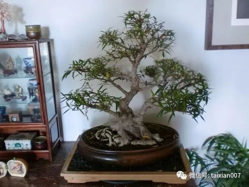 北方清香木夏天如何浇水？浇水量和频率有讲究吗