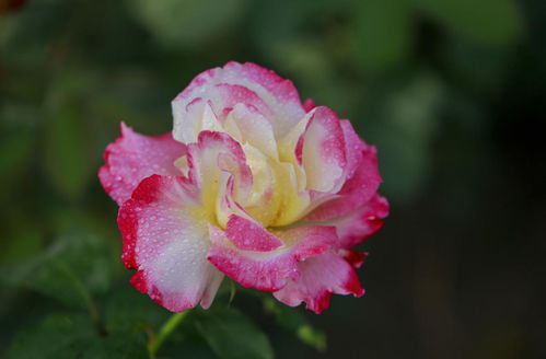 夏日玫瑰，美丽无限！