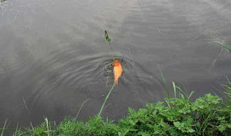 除草剂对鱼儿繁殖的影响