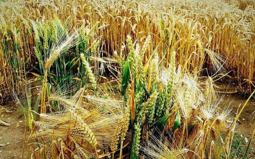 浇水后打除草剂，到底怎么样？