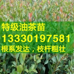 油茶林下种菜， 禁忌多多的学问