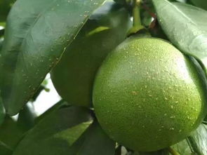 四、甲维高氯加啶虫脒柑橘实际效益