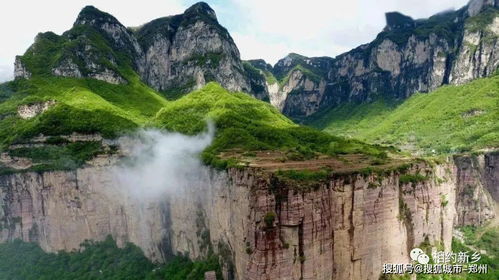 太行山悬崖上的连翘，靠什么在石缝里活下来？