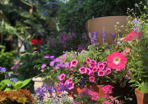 一、 波斯菊：色彩斑斓，生命力顽强