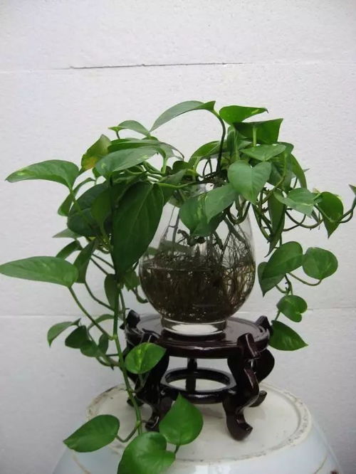 绿萝：叶子黄了怎么办