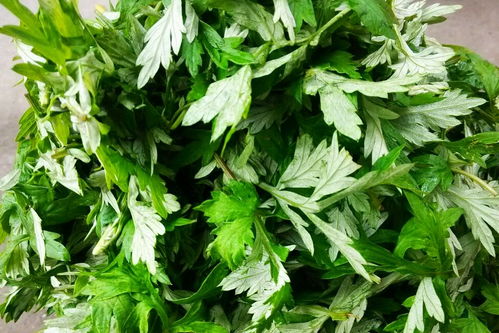 种植艾草，营养更丰富